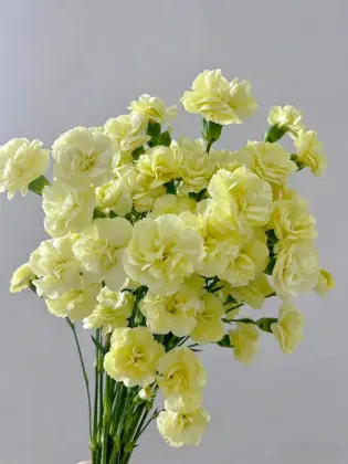 Spray carnation Imagination with Yellow