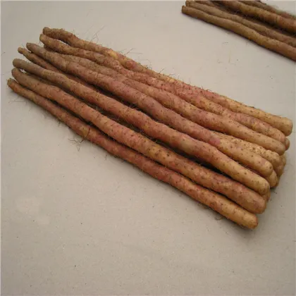 Rhizoma Dioscoreae shan yao chinese wild yam