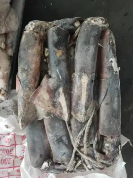 Frozen Squid Dosidicus Gigas Whole Round 1000-2000g