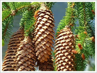 tree seeds