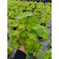 Begonia 7 leefplanten te koop