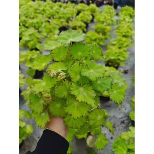 Begonia 7 plantas vivas en venta