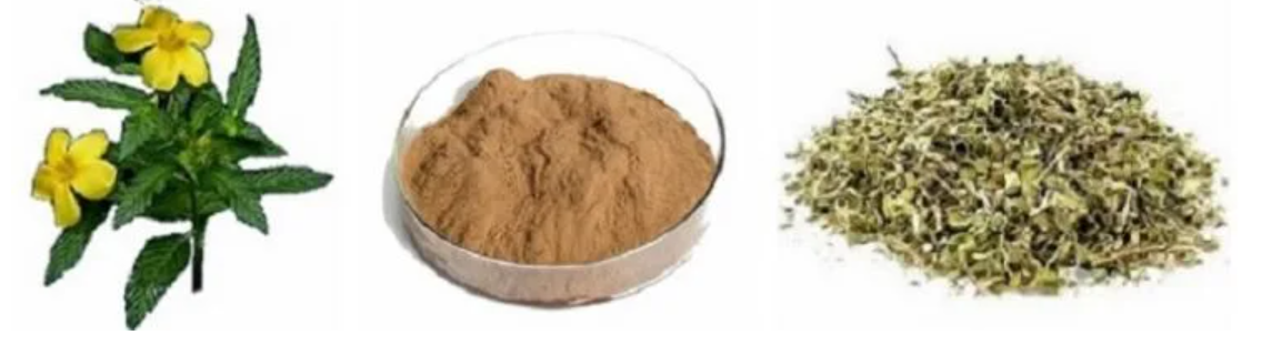 Natural Damiana Extract