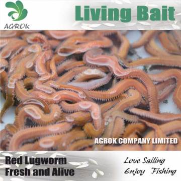 Fresh Live regworm Fishing Bait wiggler