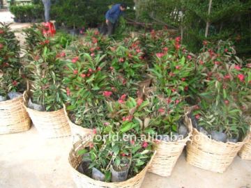 Jatropha integerrima outdoor flower shrubs