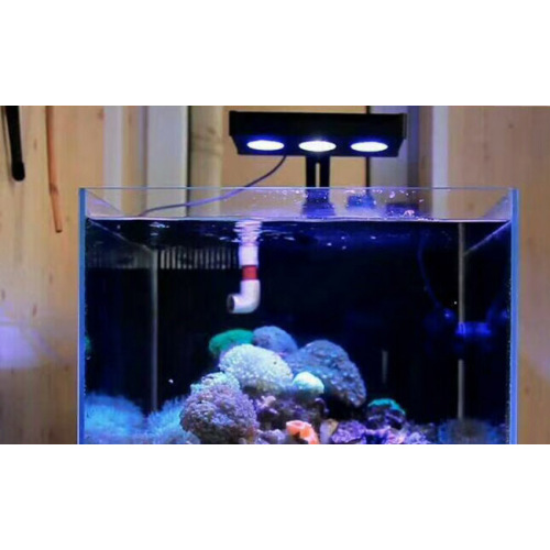 Marin ljus fiskbehållare för koraller