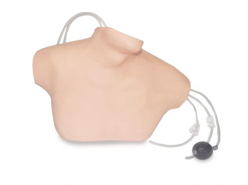Central Venous Catheterization Model, High Quality Central Venous ...