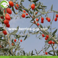 Factory Supply Fruit Dried Red Goji Berries