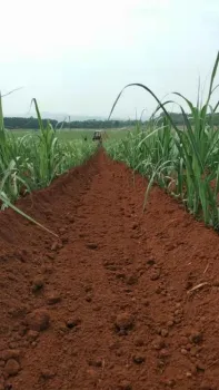 sugarcane cultivator best selling weeding machine