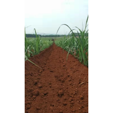 Cultivador de cana-de-açúcar melhor vendendo máquina de ervas daninhas