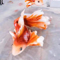 Köpük Heykel Koi Dekorasyonu