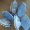 Hochwertige IQF -Baby -Muscheln mit Muschel