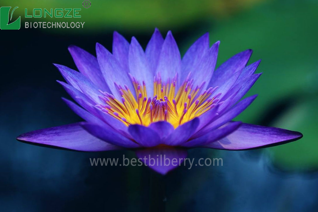 blue lotus