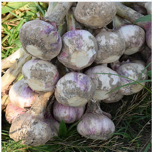 Heißer Verkauf von maßgeschneidertem Knoblauch von höchster Qualität