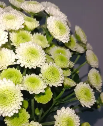 Spray Chrysanthemum Cologne perfume