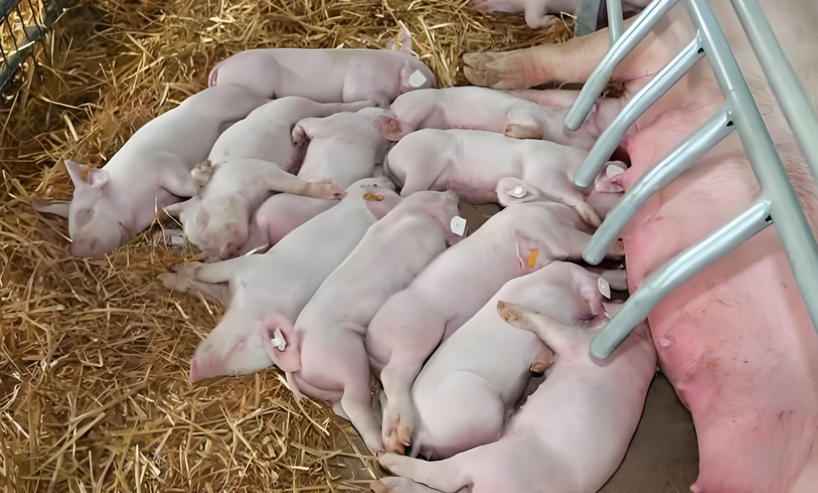 animal ultrasound machine price