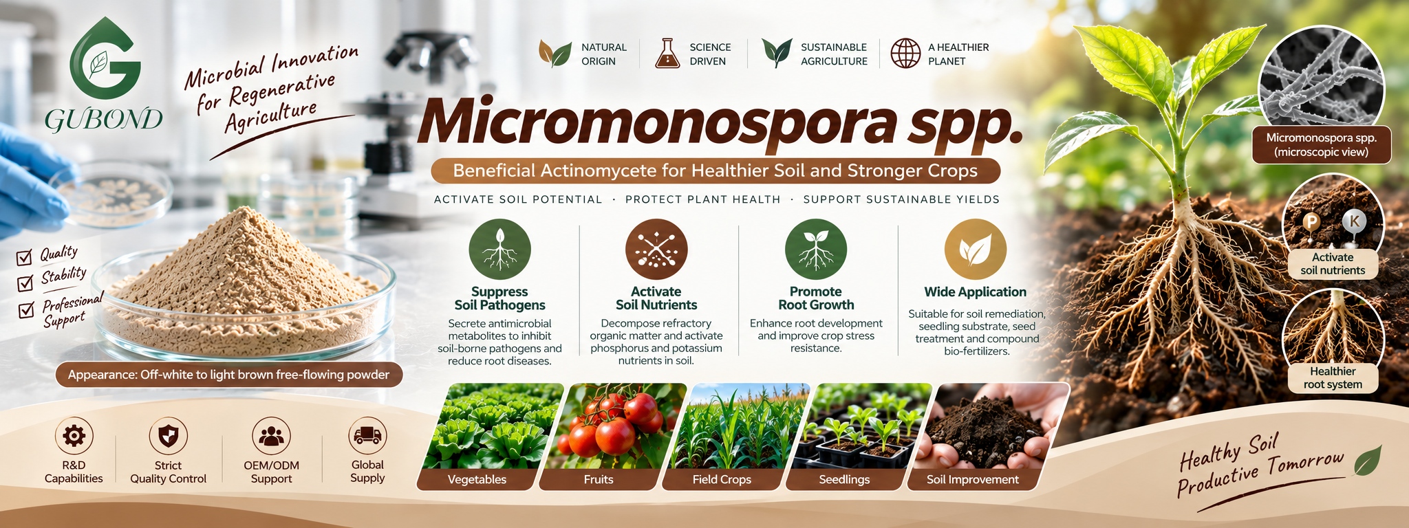 Micromonospora spp.