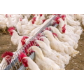 Aves de corral del sistema de alimentación de cadena