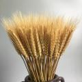 50ps Natural Wheat Ear Wheat Rice Ear Farmhouse Opening Barley Real Dried Flower Bouquet Pastoral Dry Branch Gift Shooting Road