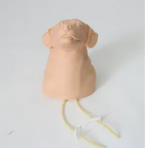 Dog jugular vein blood collection and infusion model