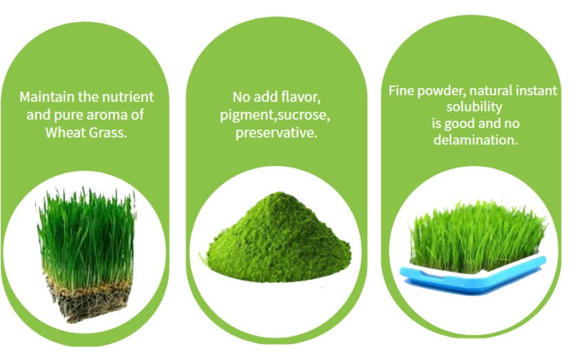 Wheat Grass Powder 3