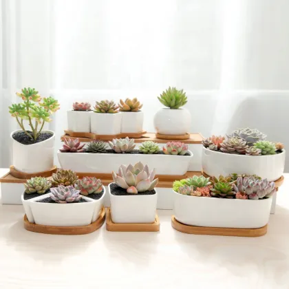 Ceramic Cactus Flower Pot with Bamboo Tray