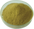クロロゲン酸の緑のコーヒー豆植物抽出物