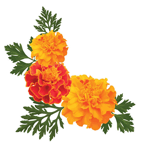 Marigold Extract