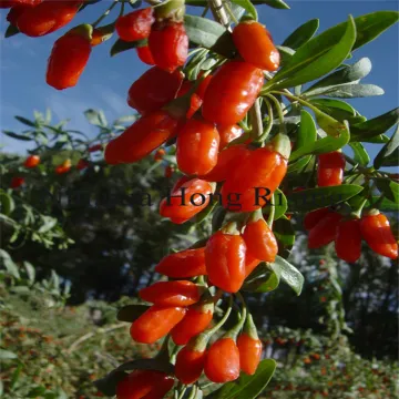 Organic big tibetan goji berries organic wolfberries