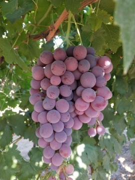 2019 new crop Xinjiang grape with good price