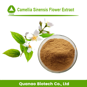 VENDAS QUENTES Camellia Sinensis Flor Extrato Pó 10: 1