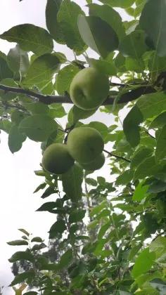 Origin Direct Export Fresh Pears lj