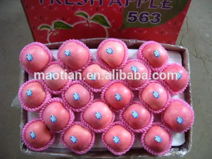 Fresh Fruit Apple from shandong province china