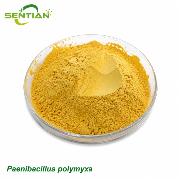 Paenibacillus polymyxa Nitrogen Fixing Biofertilizer