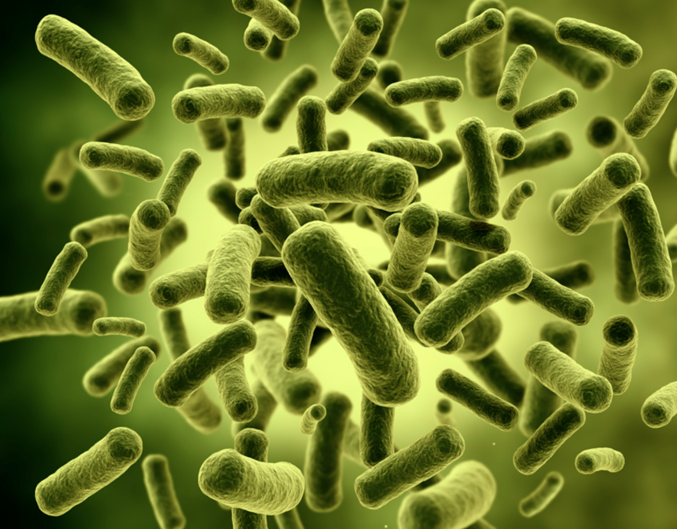 Food Grade Lactobacillus Acidophilus