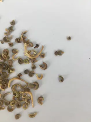 Calendula officinalis seeds for planting