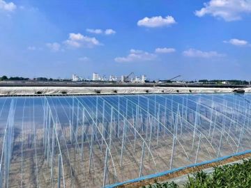Greenhouse Plastic Film Sheet