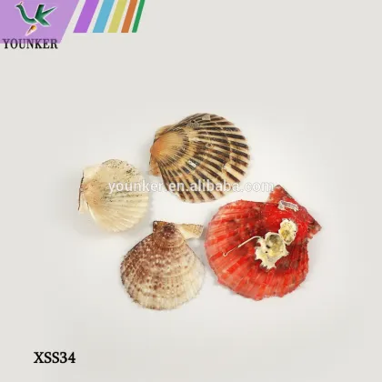 Colourful Shell And Conch Parts