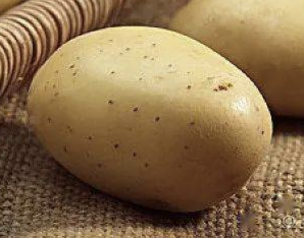 Potato Protein for Dietary Supplements
