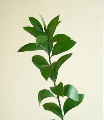 Kunming Flower Market: Wholesale Fresh Cut Flowers and Greenery