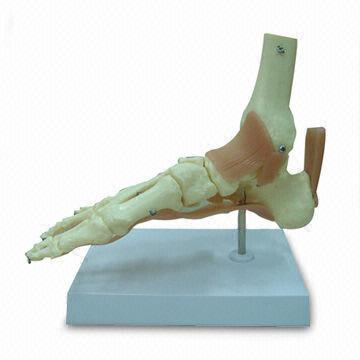 Feet Ossa Model, Made of PVC Material