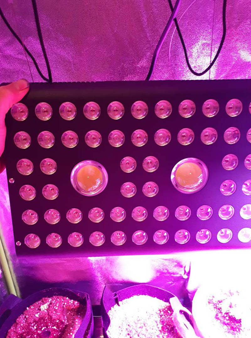 aglex cob 1200w grow light