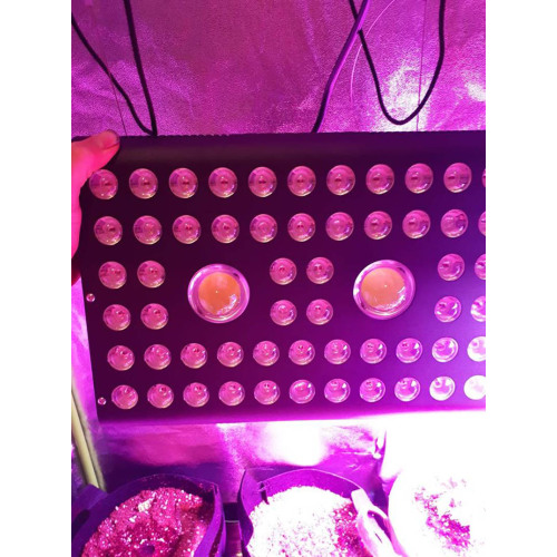 COB LED Grow Light Full Spectrum for Flowering