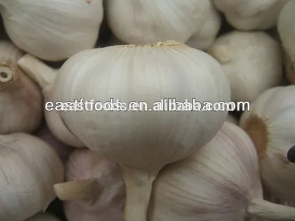 Fresh White Garlic
