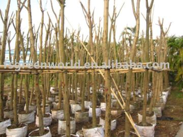 Jacaranda acutifolia diameter 8cm potted