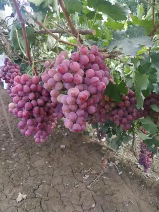 Brand New Crop Red Grade
