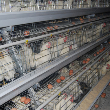 Jinfeng Broiler Farm Cage for Meat