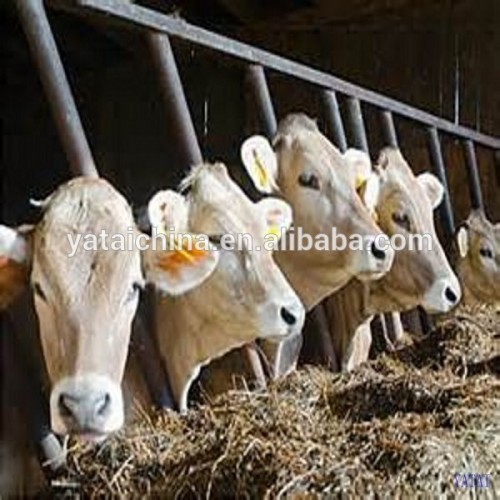 Cattle Feeds Livestock Feeding 50 Protein, High Quality Cattle Feeds