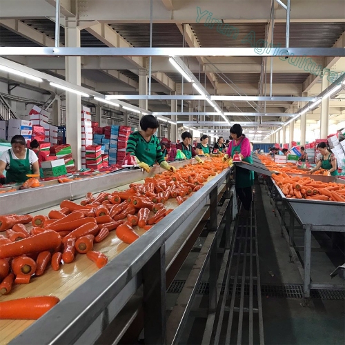 Vente en gros de carottes fraîches de nouvelle récolte