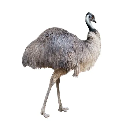 Ostrich Oil Pure Australian Emu Oil